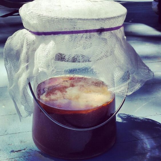 Kombucha Recipe